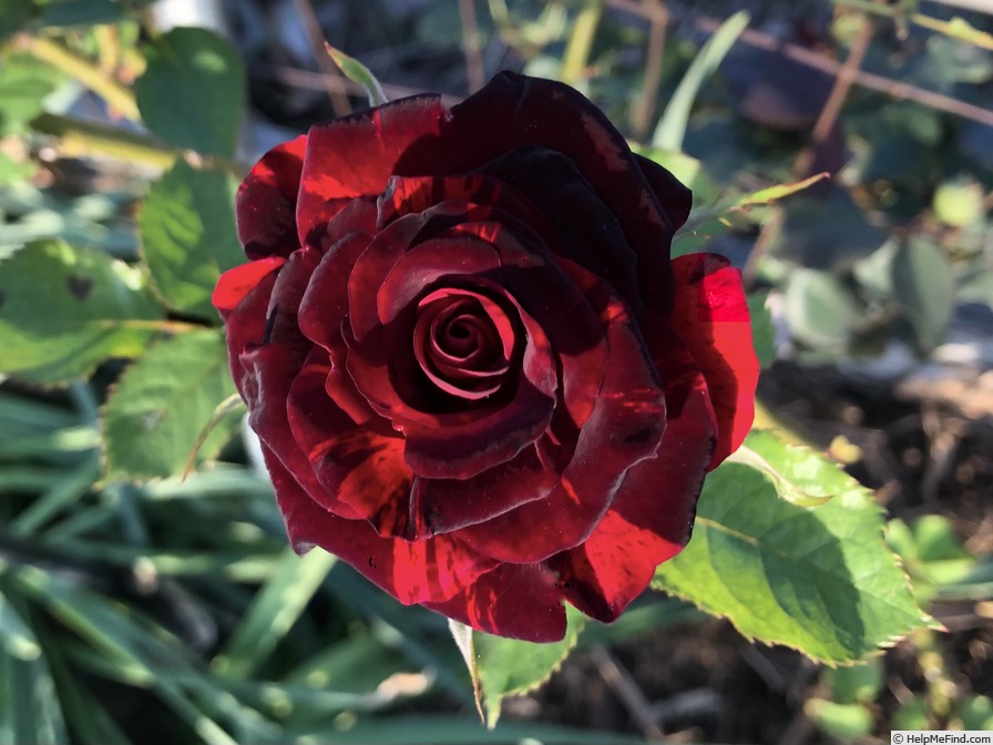 'A Night of Magic' rose photo