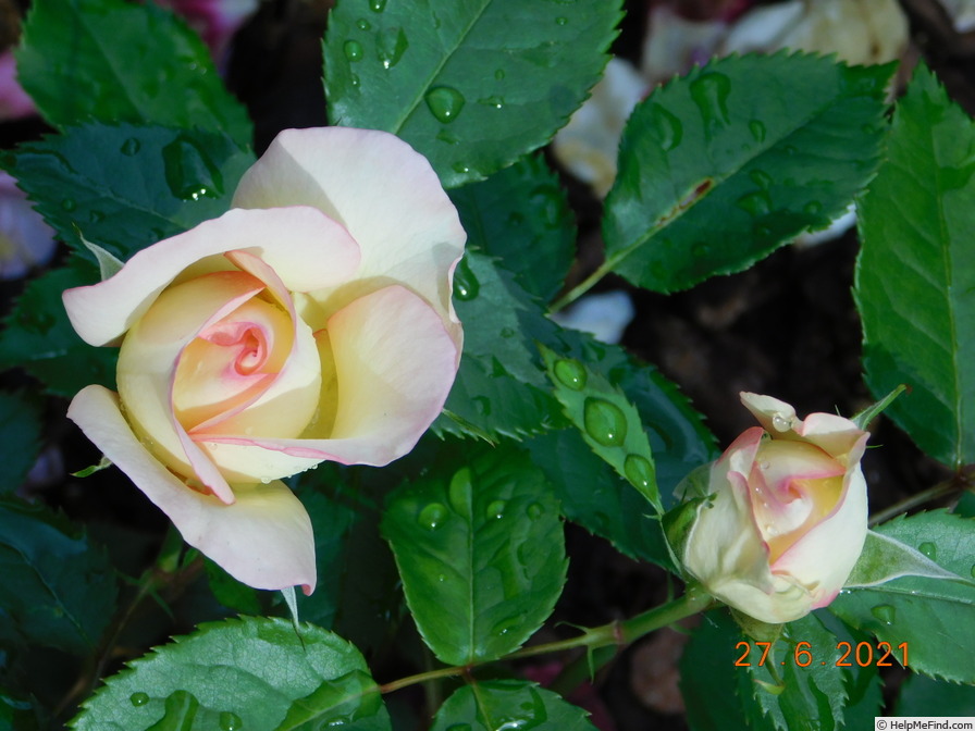 'Perfume Kisses ®' rose photo