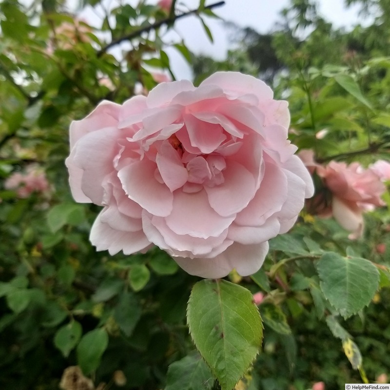 'Albertine (hybrid wichurana, Barbier, 1921)' rose photo