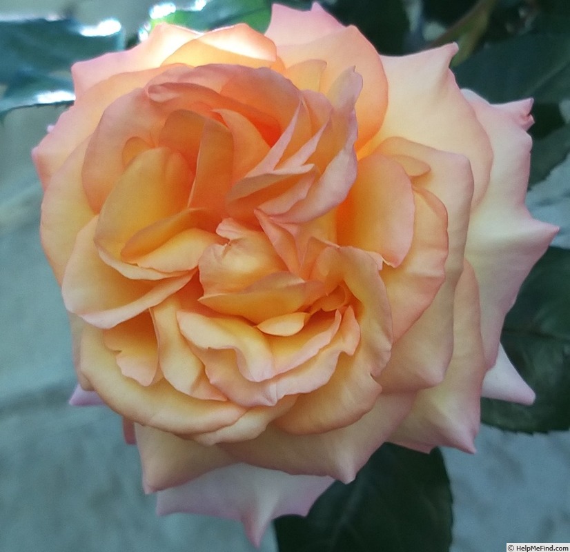 'Rosa del Camino de Santiago ®' rose photo