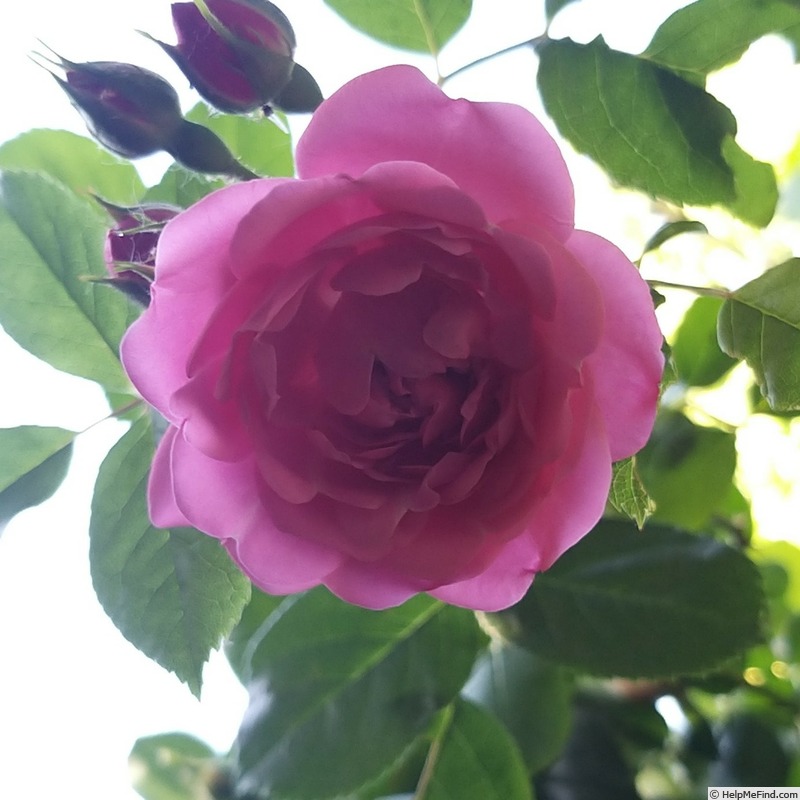 'Volare ® (climber, Adam, 2014)' rose photo