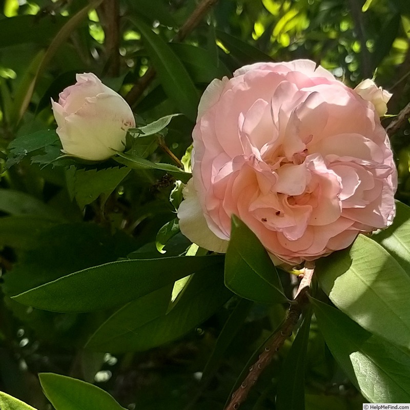 'Mini Eden Rose ®' rose photo