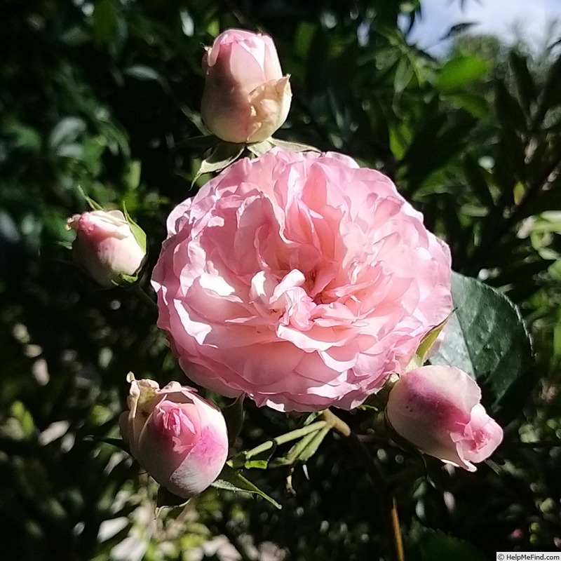 'Mini Eden Rose ®' rose photo
