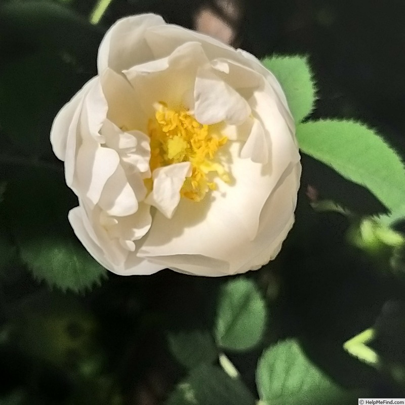 'Alba Suaveolens' rose photo