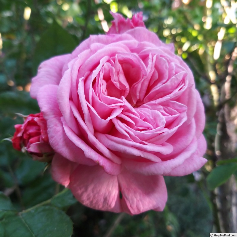 'Madame de Maintenon ® (floribunda, Kordes, 2014)' rose photo