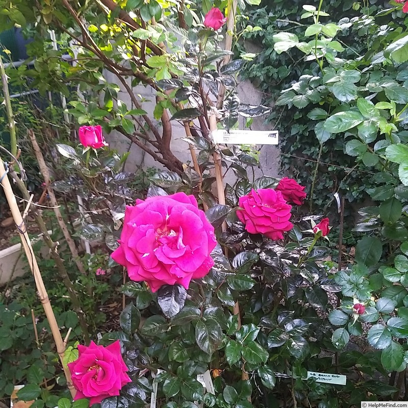 'Grimpant Le Grand Huit®' rose photo