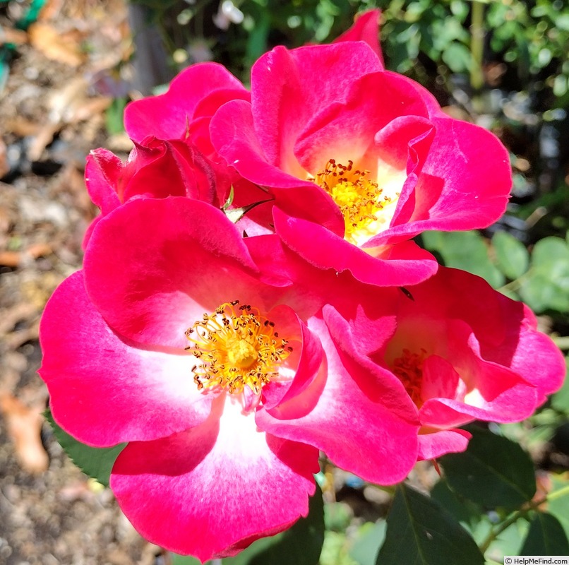 'Cupid's Kisses ®' rose photo