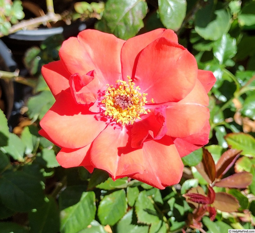 'Sunburst (shrub, Clements, 2003)' rose photo