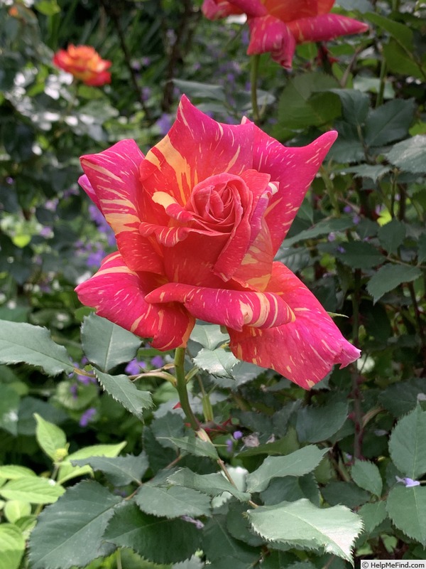 'Amboss Funken' rose photo