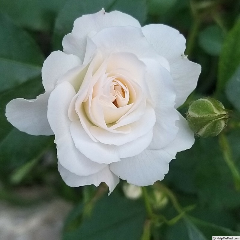 'Bordure Blanche ®' rose photo