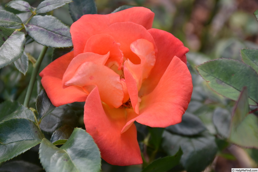 'Afrikaans' rose photo