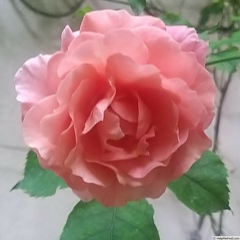 'Ali Baba (climber, Warner, 2006)' rose photo