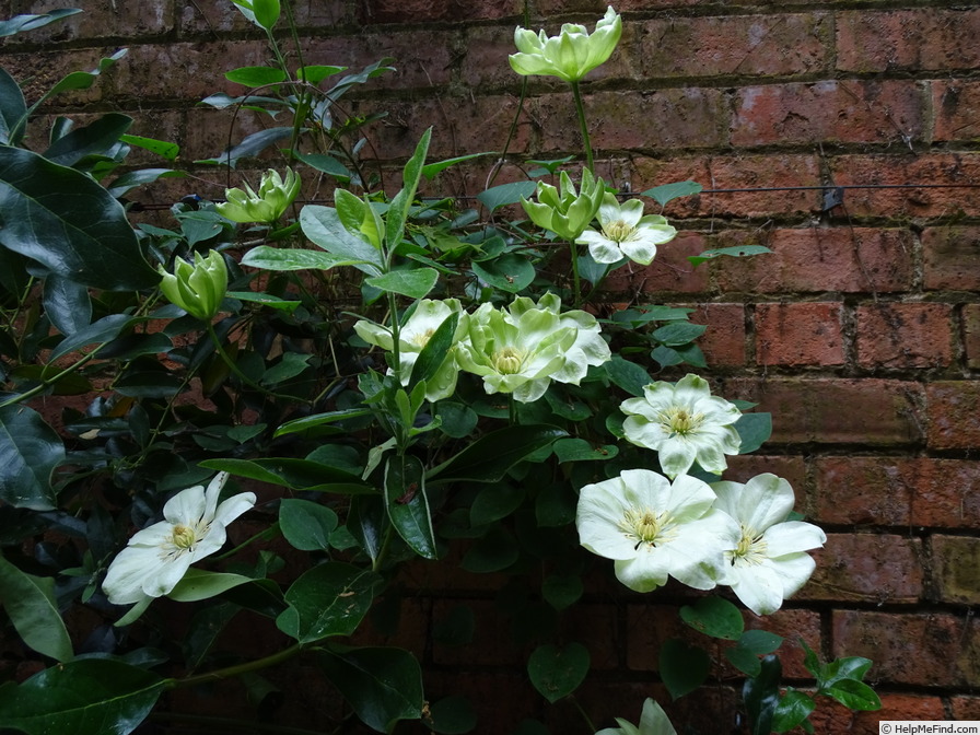 'Guernsey Cream' clematis photo