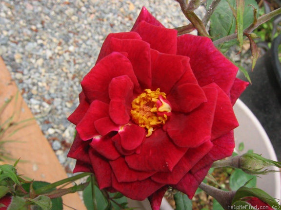 'Red Scentsation ™' rose photo