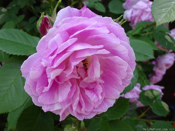 'Bourbon Queen' rose photo