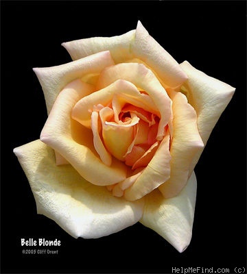 'Belle Blonde (hybrid tea, Meilland, 1955)' rose photo