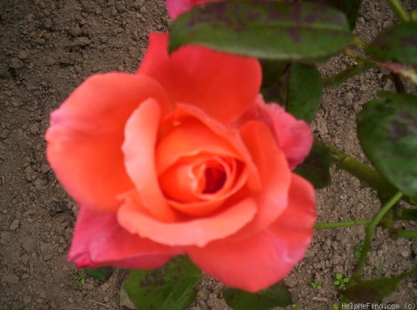 'Catherine Deneuve ®' rose photo