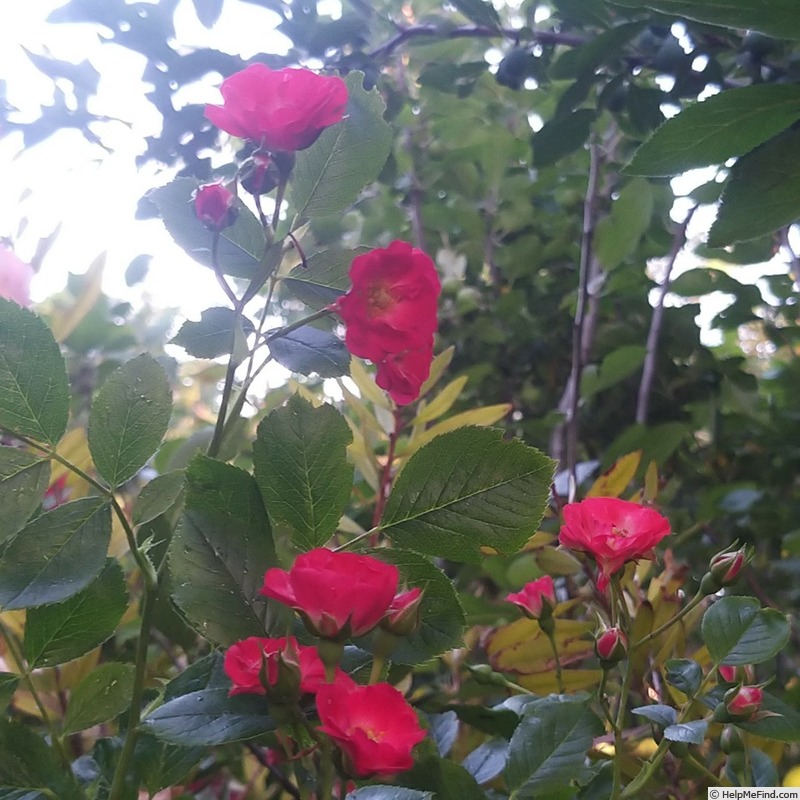 'Scarlet Meillandécor ®' rose photo
