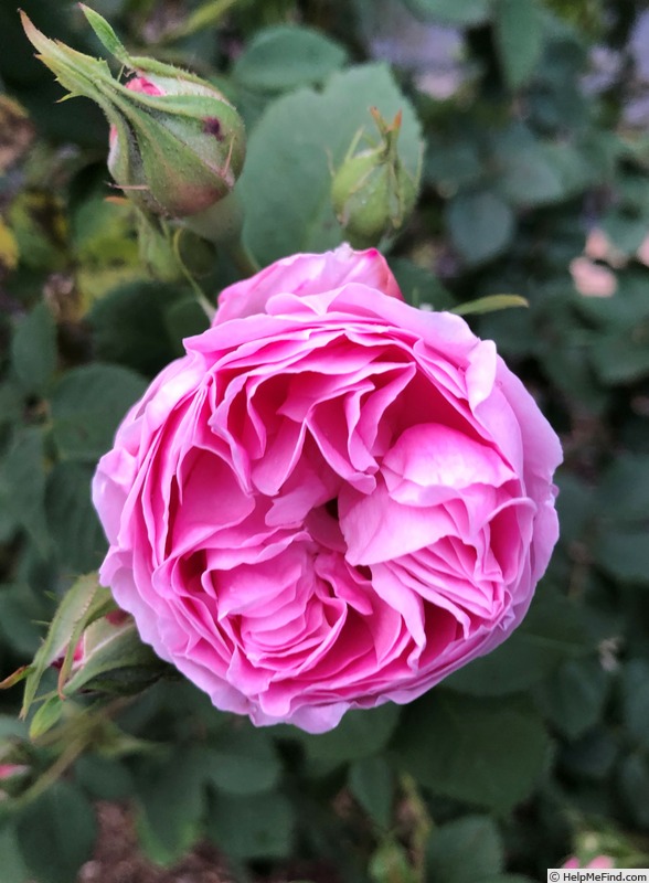 'Queen of the Bourbons' rose photo