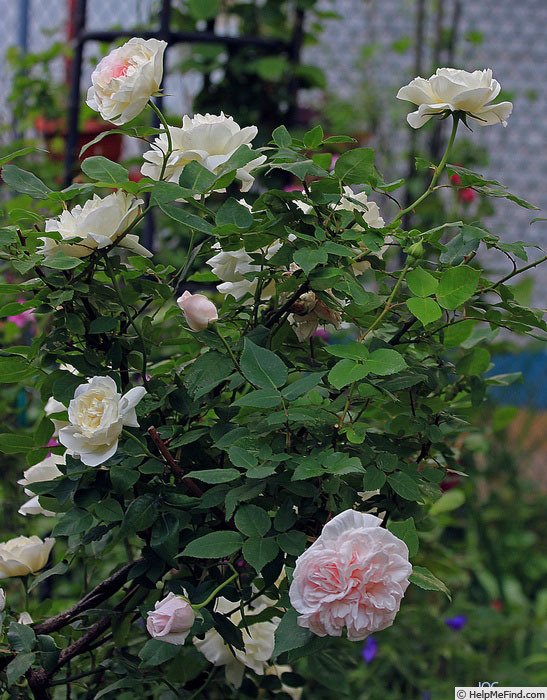 'Kronprinzessin Viktoria' rose photo