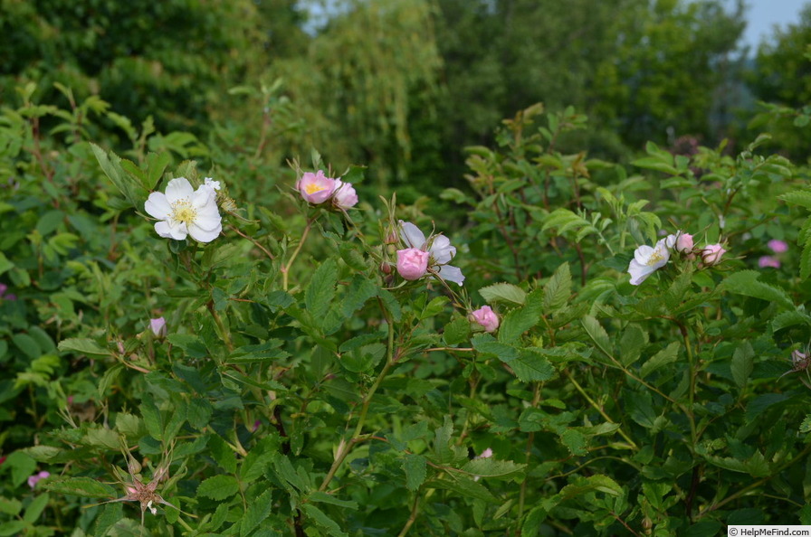 'Lac Majeau OP 122R-3' rose photo