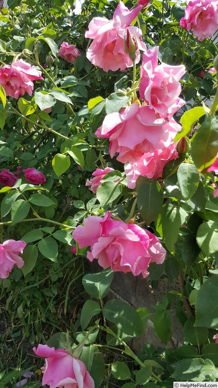 'Spanish Beauty' rose photo
