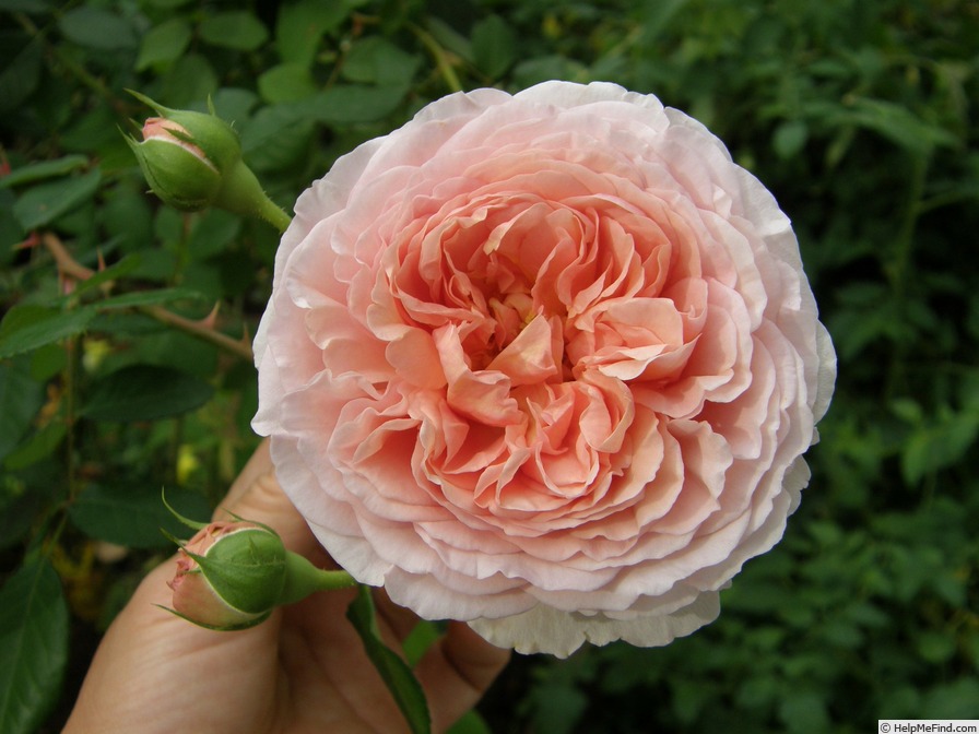 'Evelyn ™ (shrub, Austin, 1991)' rose photo