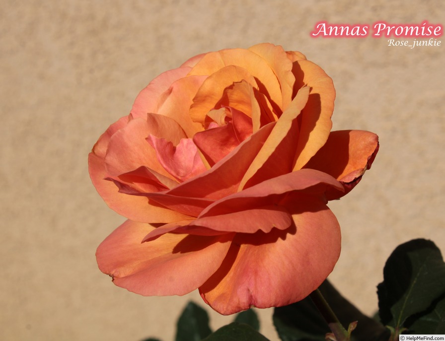 'Anna's Promise' rose photo