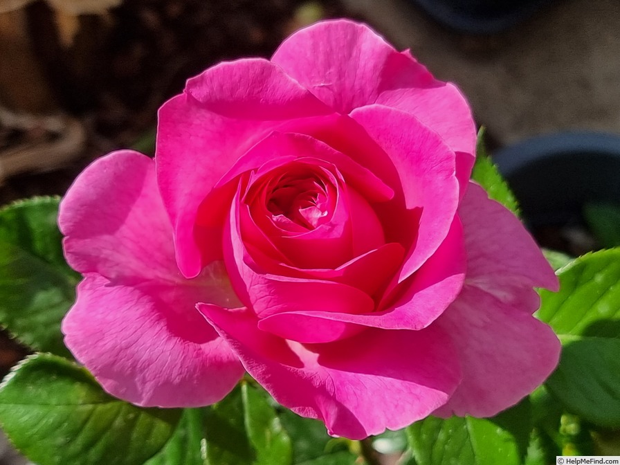 'Bernadette Lafont ®' rose photo