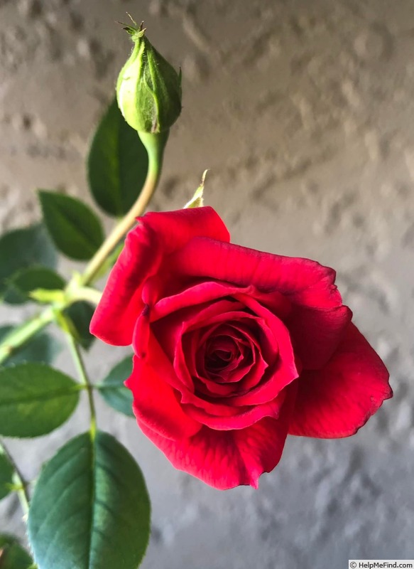 'Dandenong' rose photo