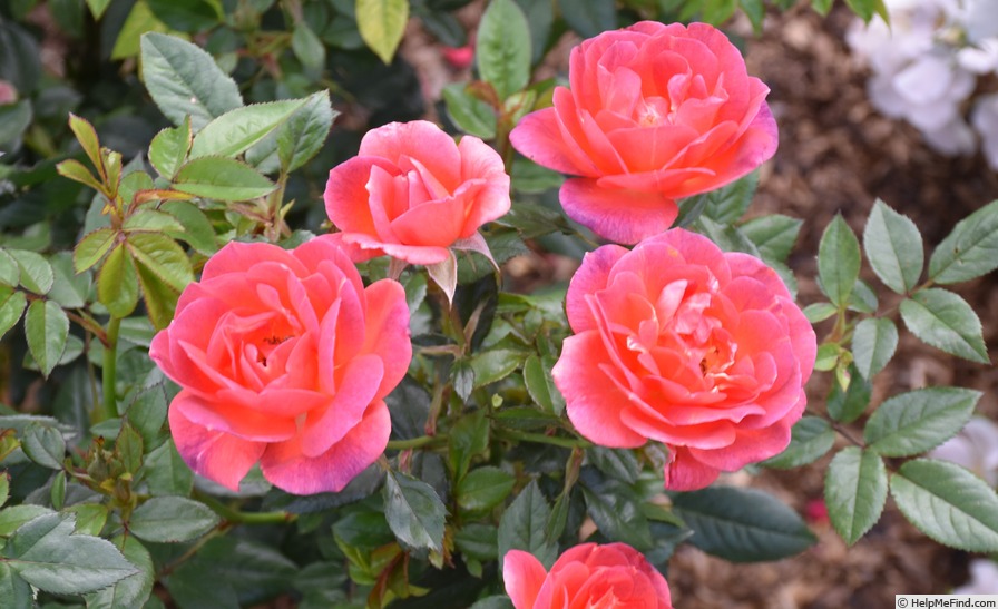 'R64-4' rose photo