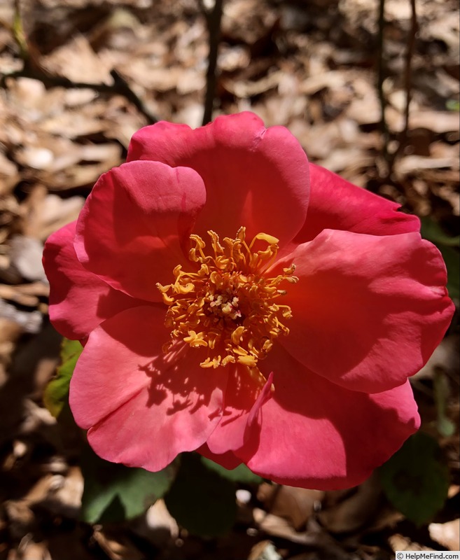 'Reno' rose photo