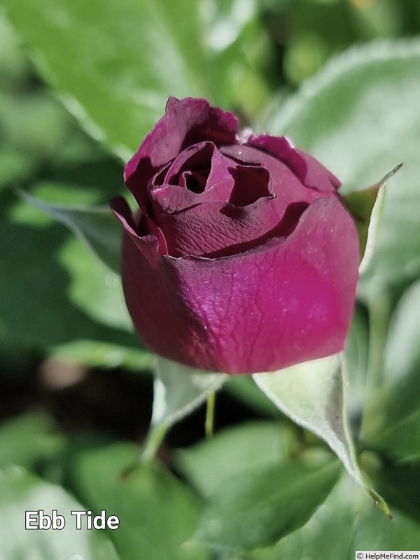 'Ebb Tide ™ (floribunda, Carruth 2001)' rose photo