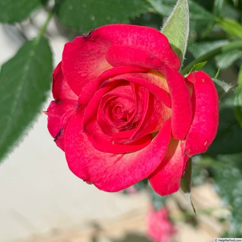 'Alabama (hybrid tea, Weeks, 1976)' rose photo