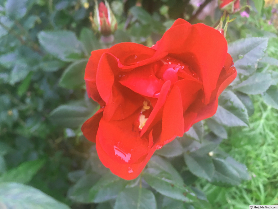 'Top Gun ™ (shrub, Carruth, 2016)' rose photo
