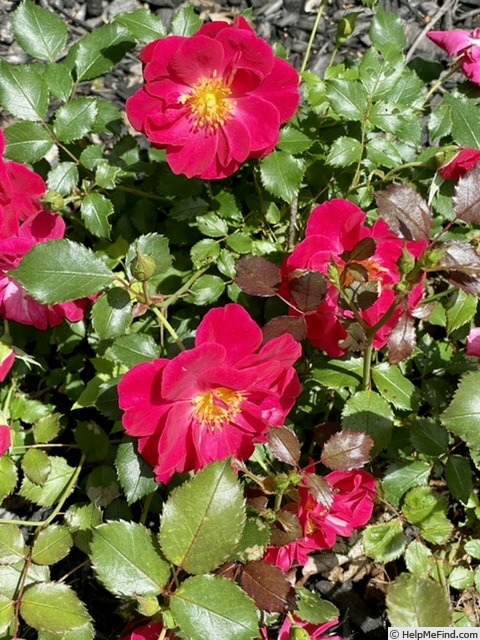 'SOULCAMP' rose photo