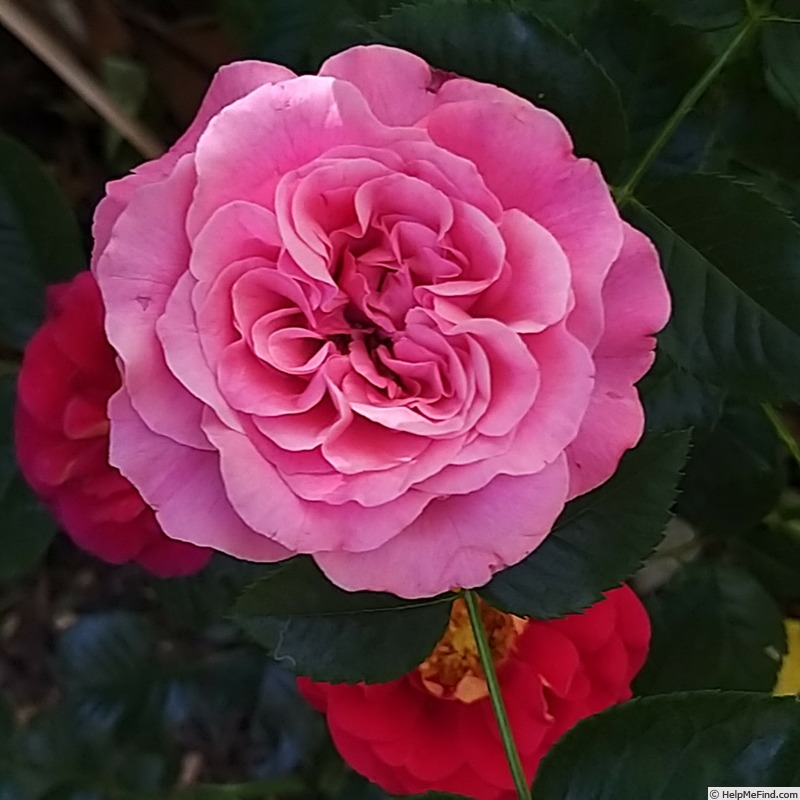 'La Gaite ®' rose photo
