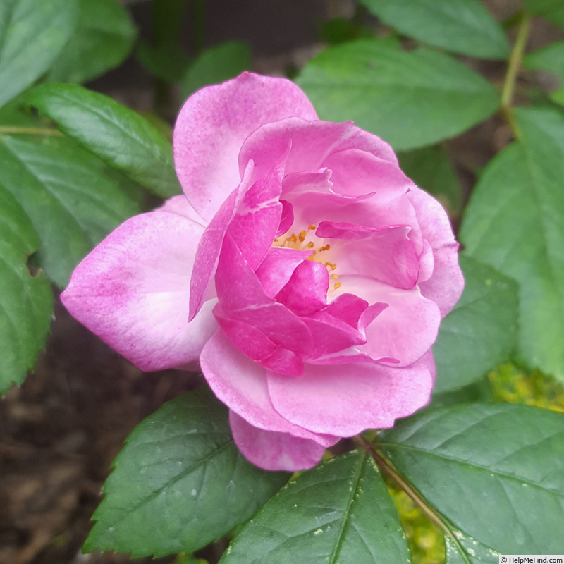 'Lilac Bouquet' rose photo