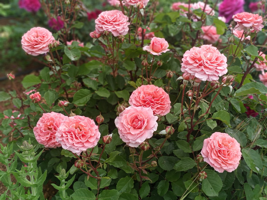 'Claire Bear' rose photo