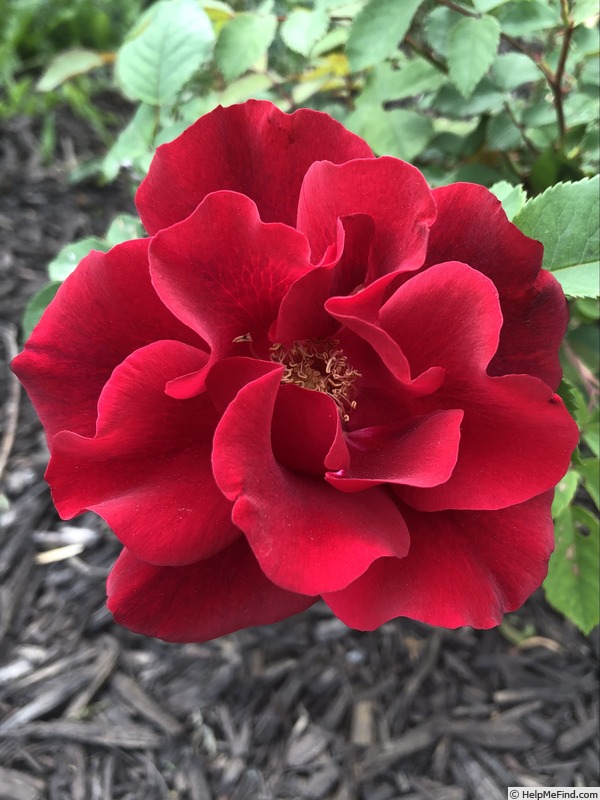 'Sultry Red' rose photo