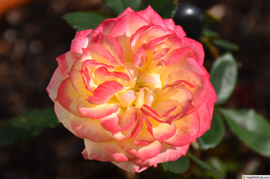 'Chameleon Rose (shrub, Welsh)' rose photo