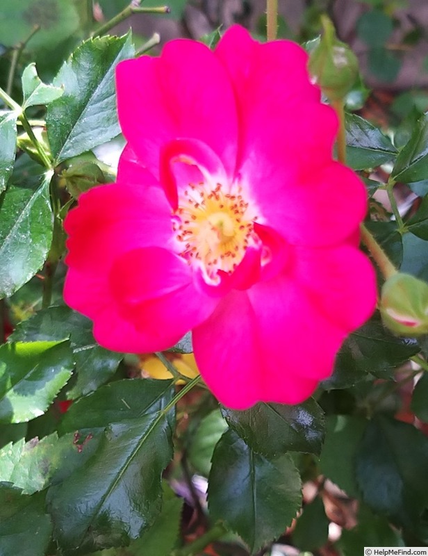 'Neon Balconia' rose photo