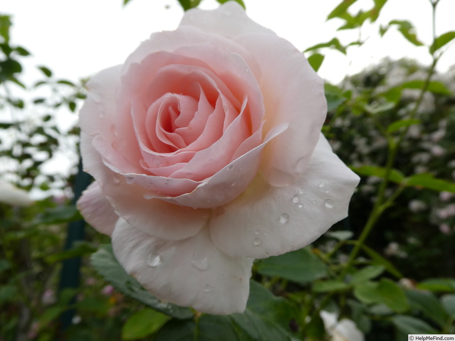 'Graciosa ® (climber, Noack, 2002)' rose photo