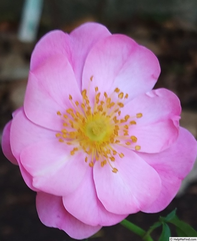 'Hotline ® (shrub, Kordes, 2003/18)' rose photo