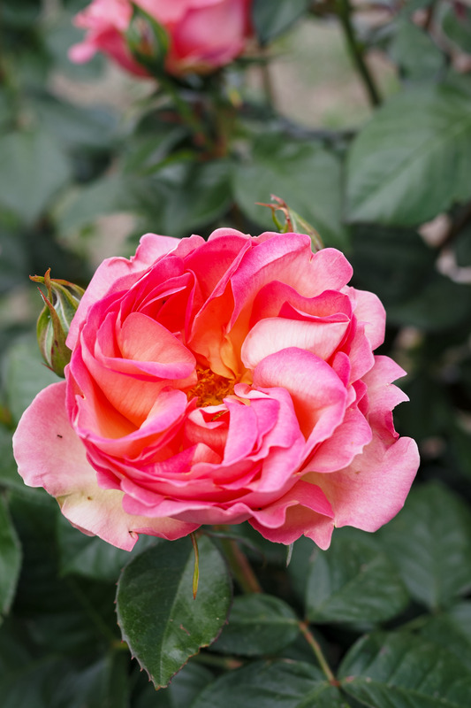 'Auguste Escoffier ®' rose photo