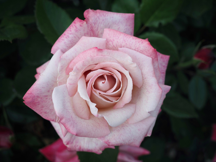 'Pinkerbelle™' rose photo