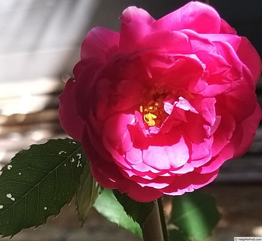 'Empereur Charles IV' rose photo