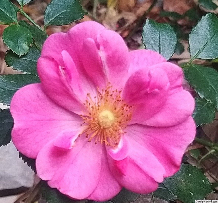 'Bee's Paradise ® Pink' rose photo