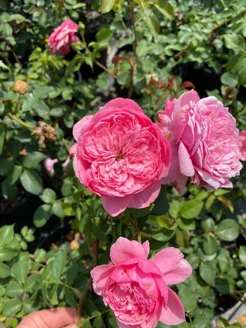 'Wicked Sister' rose photo