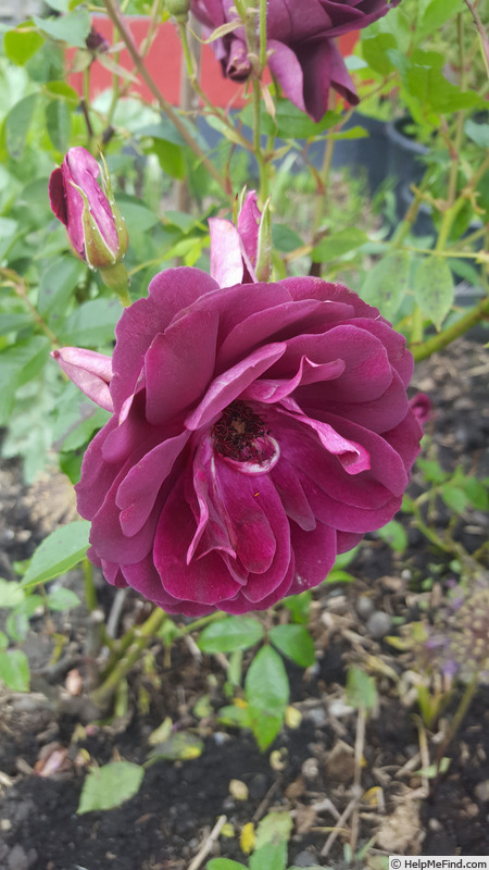 'Burgundy Ice' rose photo